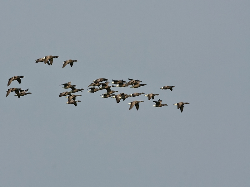 Branta bernicla Brent Goose Rotgans